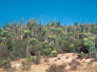 Endemic flora and fauna of Madagascar.   (Top) Thicket of members of the Didiereaceae family near the Mandrare River, southern Madagascar;   (bottom) red-bellied lemur in the eastern Madagascar rainforest near Ranomafana.