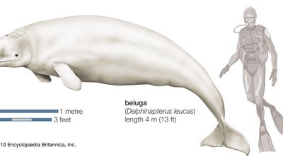 Beluga (Delphinapterus leucas).