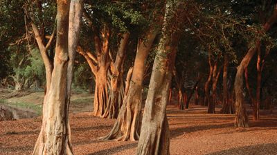 Sunshine on a grove of trees in Kruger National Park, S.Af.