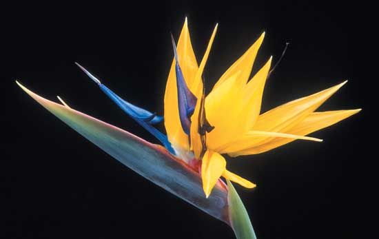 bird-of-paradise flower