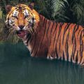 Sumatran tiger (panthera tigris sumatrae) in water