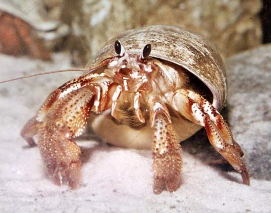 hermit crab