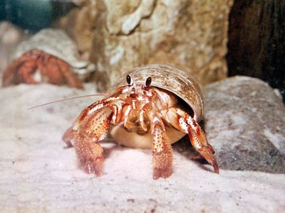 hermit crab