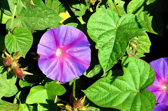 oceanblue morning glory