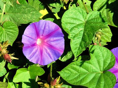 oceanblue morning glory