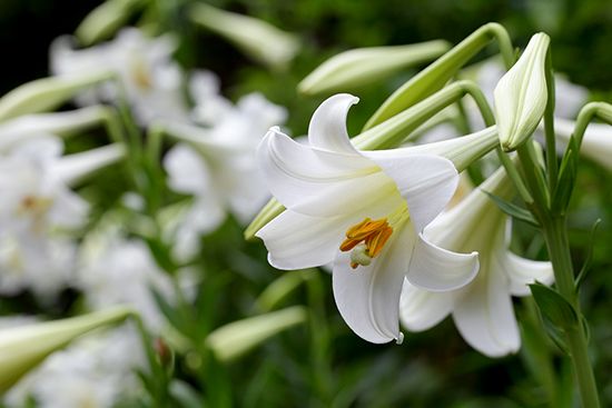 Easter lily