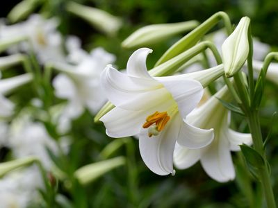 Easter lily