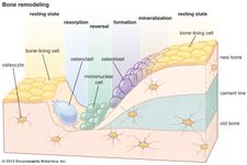 bone remodeling