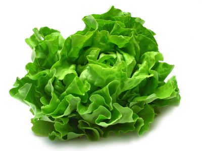 butterhead lettuce