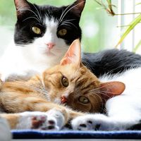 Two domestic cats lying down with each other. Feline mammal snuggle whiskers