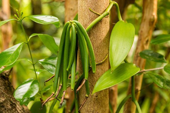 vanilla fruits