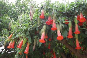 red angel's trumpet