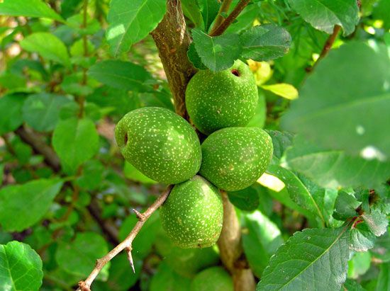 Japanese quince fruits