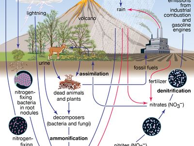 nitrogen cycle