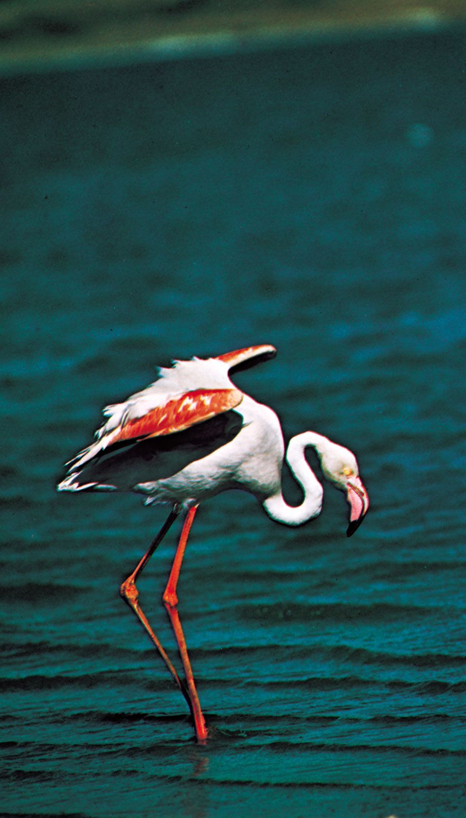 Caribbean flamingo