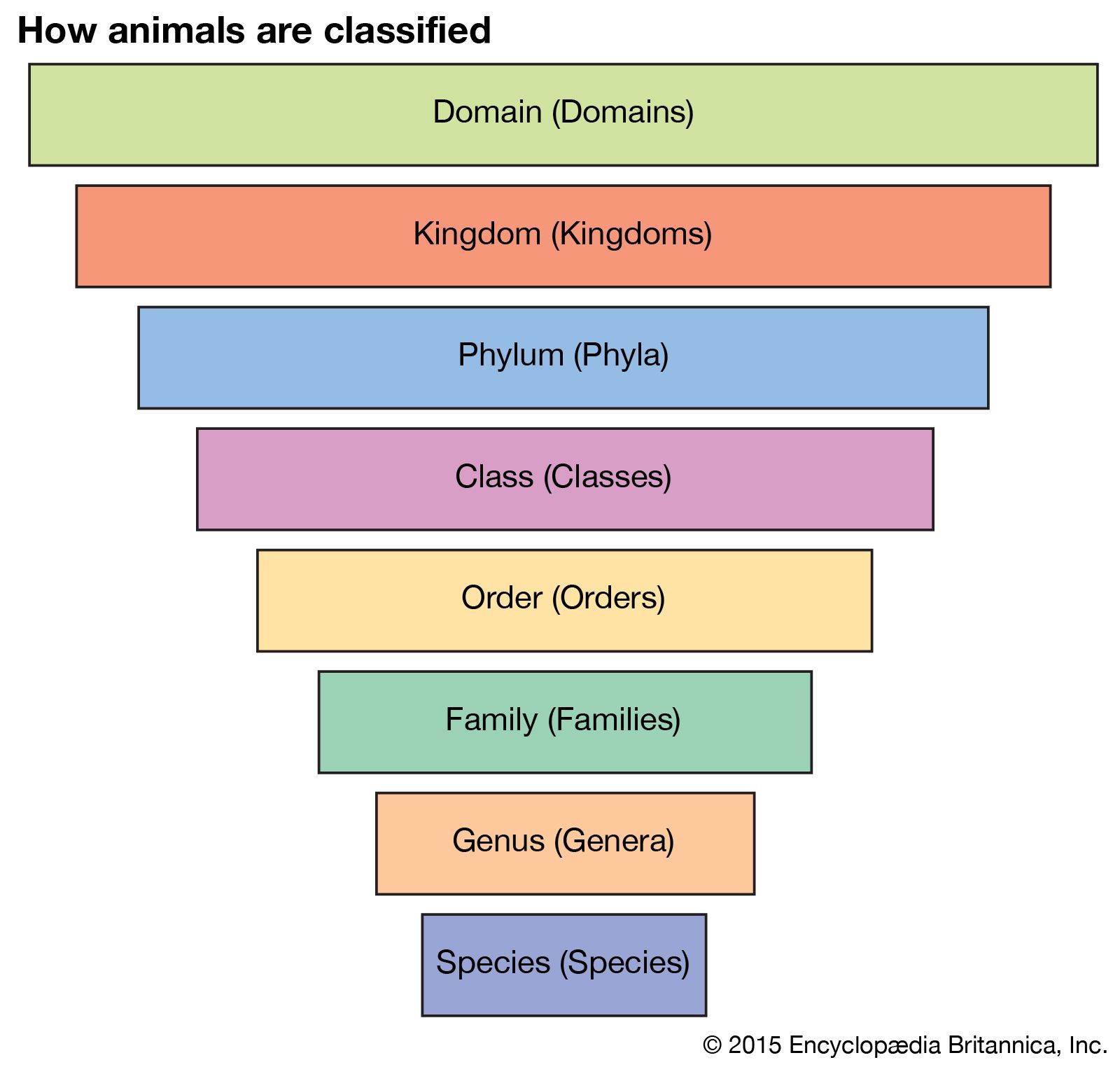 animal taxonomy