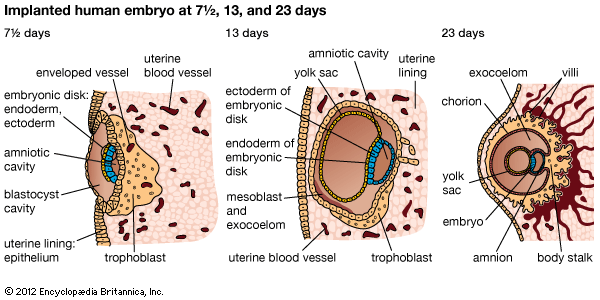 implanted human embryo