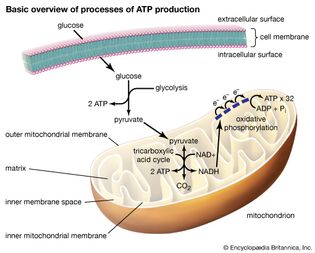 basic overview of processes of ATP production