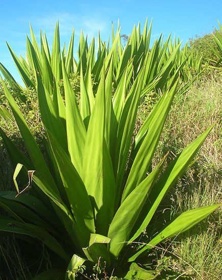 Mauritius hemp