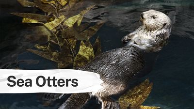 See how sea otters maintain the balance of kelp-forest ecosystems by consuming sea urchins