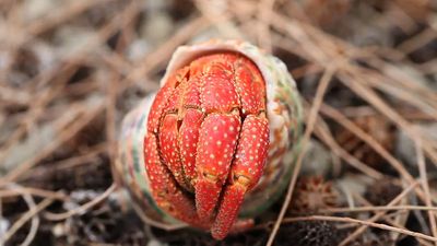 See a hermit crab walking through the rocks