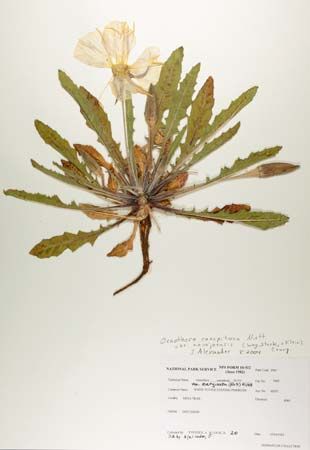 herbarium sheet