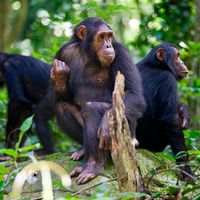 Chimpanzees sitting on a rock wildlife shot, Gombe/Tanzania