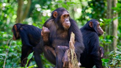 Chimpanzees sitting on a rock wildlife shot, Gombe/Tanzania