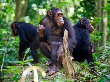 Chimpanzees sitting on a rock wildlife shot, Gombe/Tanzania