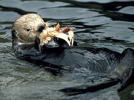 sea otter