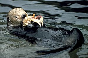 sea otter