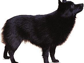 Schipperke.