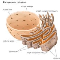 Endoplasmic reticulum. cell biology