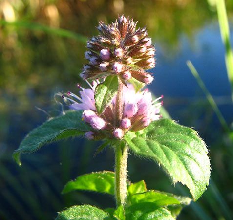 water mint