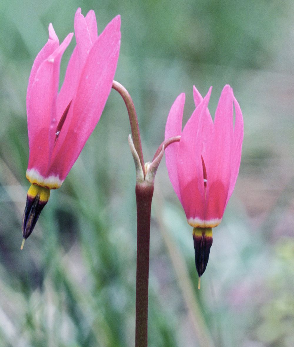 Shooting star (Dodecatheon pauciflorum).