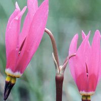 Shooting star (Dodecatheon pauciflorum).