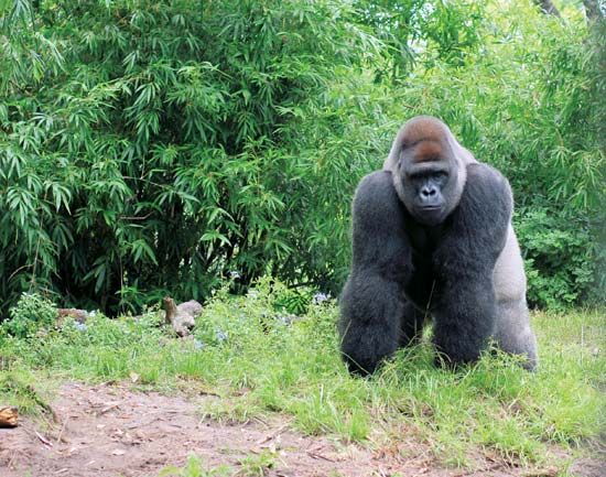 western lowland gorilla (Gorilla gorilla gorilla)