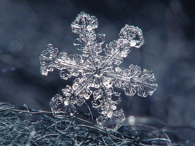 snowflake on a wool coat