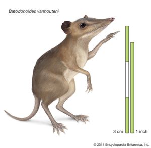 Batodonoides vanhouteni