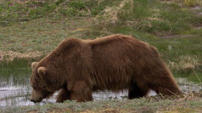 Know how the 2007 landslide of Russia's Kamchatka Peninsula affected the geography of the area and the native brown bears