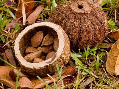 Brazil nut