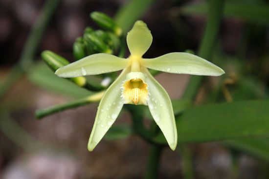 vanilla flower