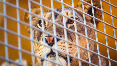 Lion in a Cage, Animals In Captivity, Animal Wildlife, Cage, Lion, Feline, Animal, mammal