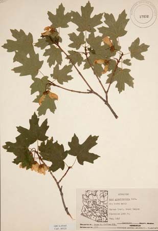 herbarium sheet