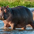 Hippopotamus in the water. Africa, Botswana, Zimbabwe, Kenya