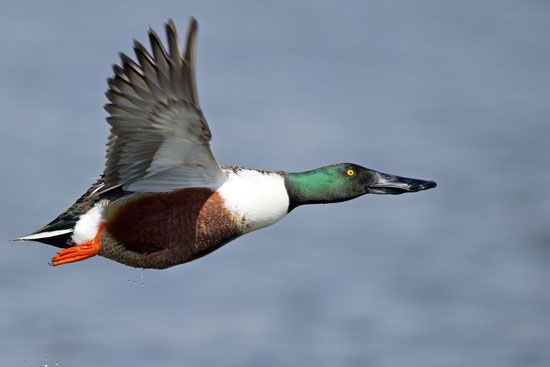 northern shoveler (Anas clypeata)