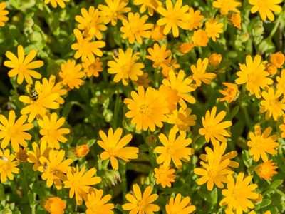 field marigold (Calendula arvensis)