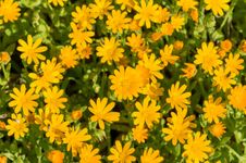 field marigold (Calendula arvensis)