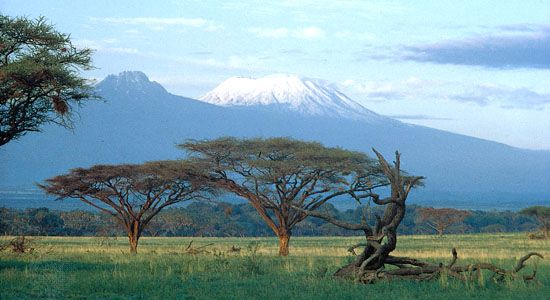 Acacia trees on the plain below the summits of Kilimanjaro, Tanzania. Kibo cone is at right, Mawensi (Mawenzi) at left.