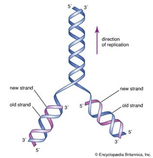 initial proposal of DNA structure